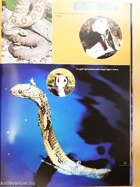 Barangolás a ragadozók világában