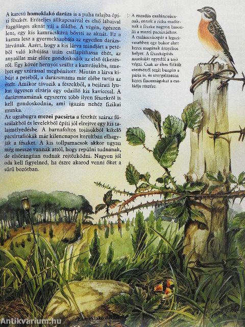 Hol laknak az állatok?