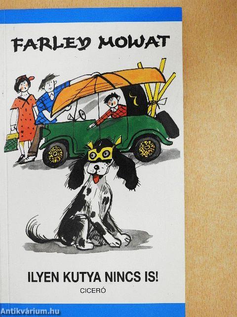 Ilyen kutya nincs is!