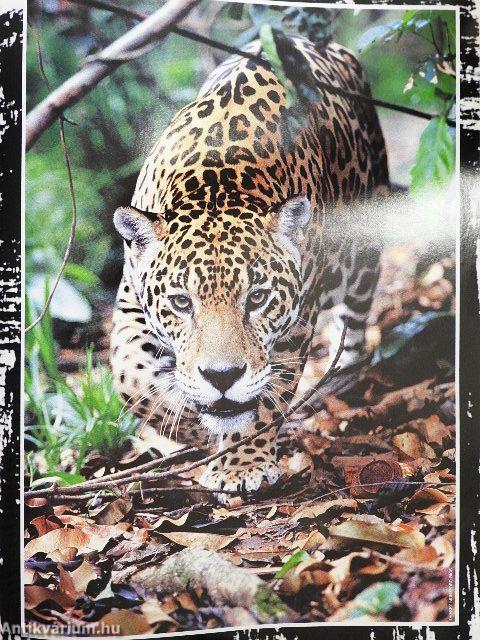 Jours de Chasse Printemps 2002