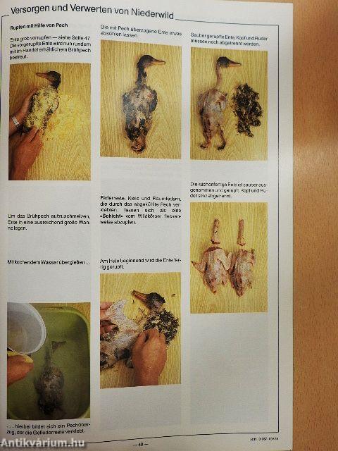 Versorgen + Verwerten von Wild