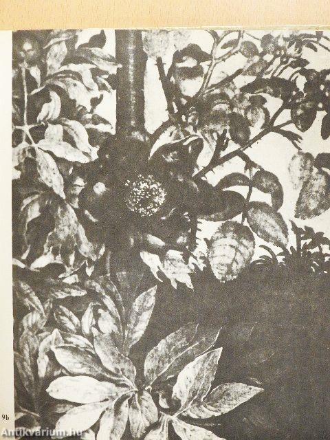 Virágok, madarak...