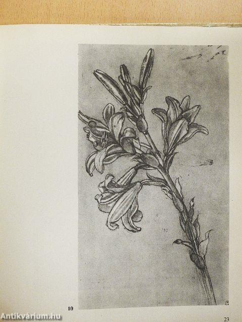 Virágok, madarak...