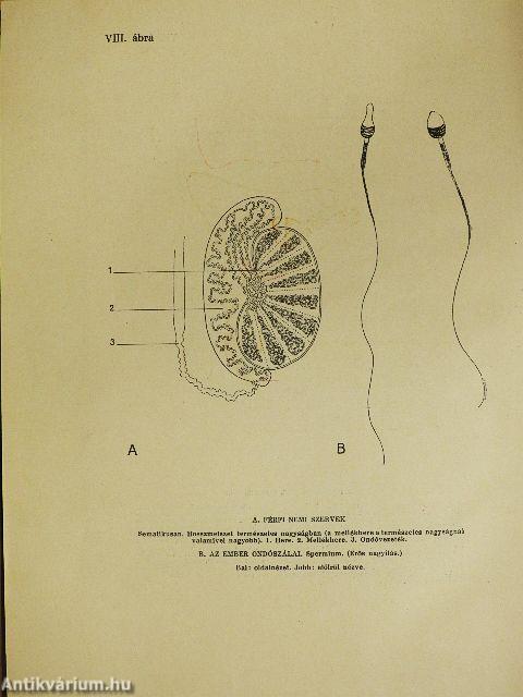 A tökéletes házasság