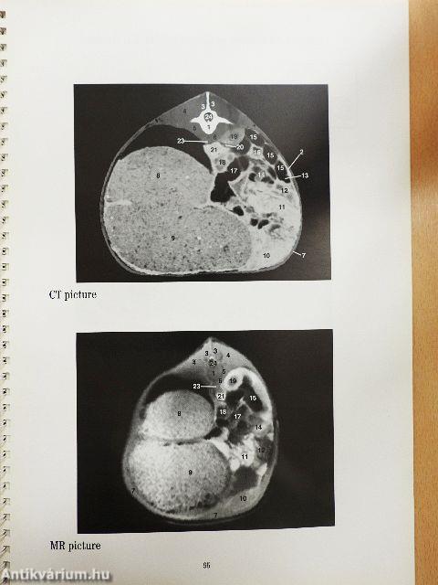 Cross-Sectional CT and MR Anatomy Atlas of Red Deer - Lemezzel