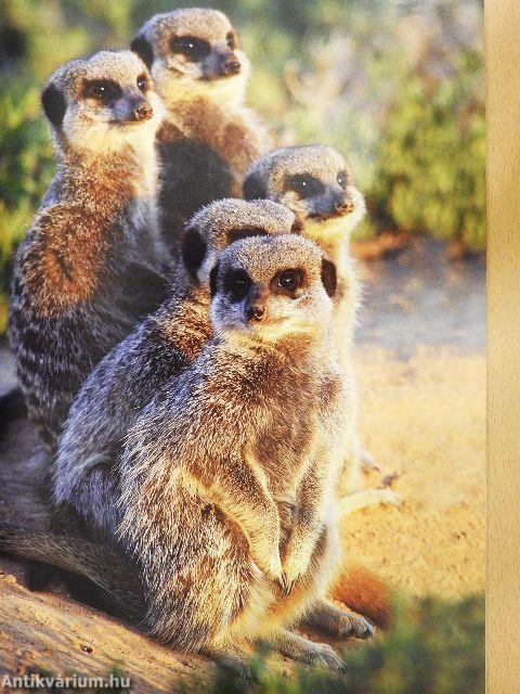 Africa Geographic May 2007