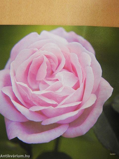 Le rose del giardino inglese di caserta