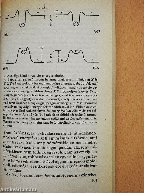 Kulcskérdések a biológiában