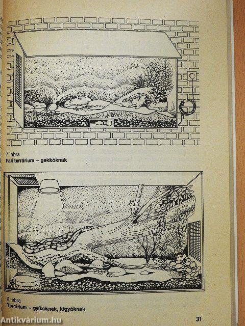 Kétéltűek, hüllők a lakásban