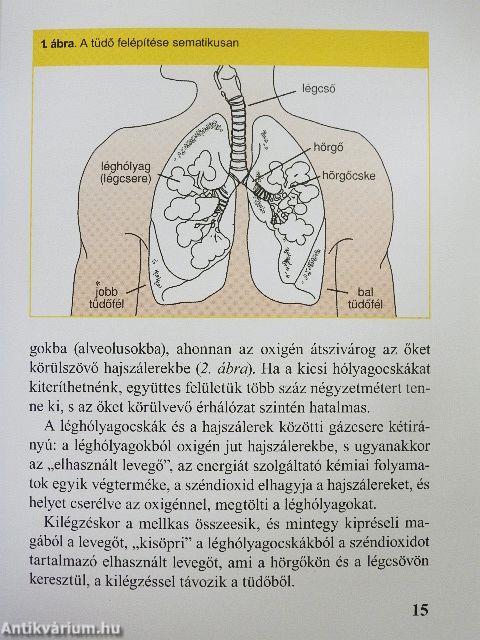 Asztmás vagyok, mit tegyek?