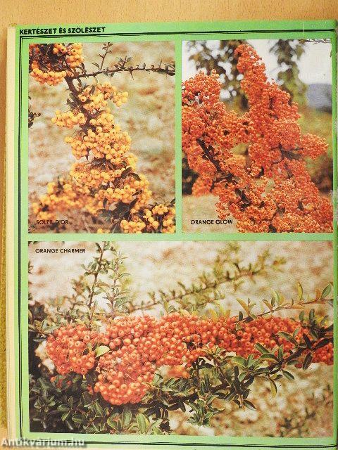 Kertészet és Szőlészet 1980. január-december I-II.