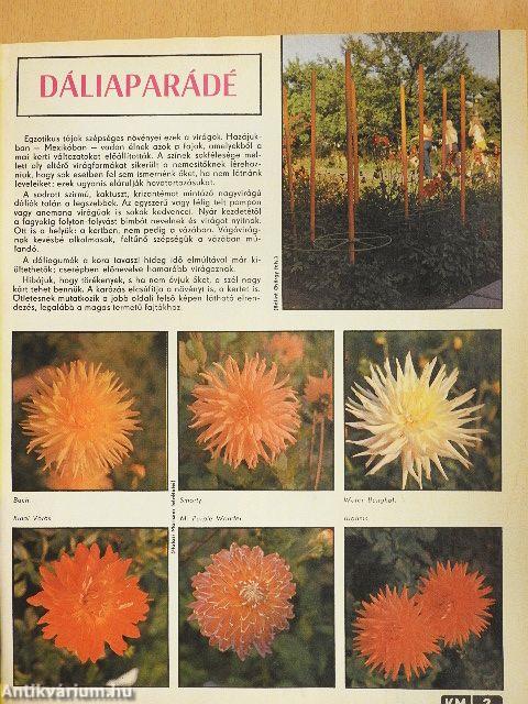 Kertbarát Magazin 1977-1980. 