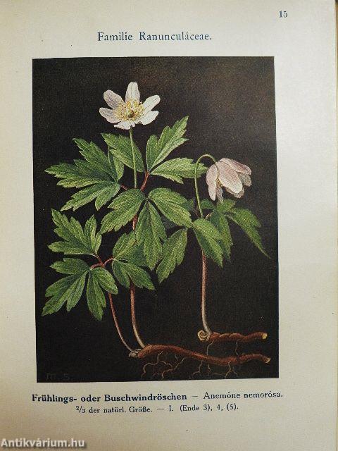 Unsere Waldblumen und Farngewächse