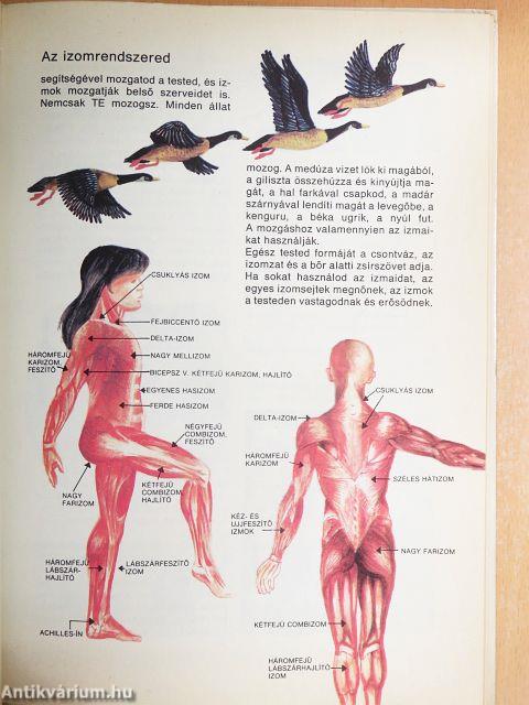 Ilyen vagyok kívül-belül