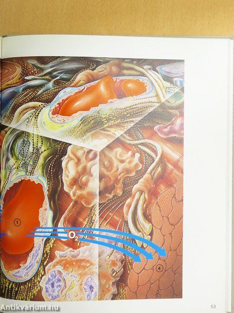 Exempla Haemorheologica 1-3.