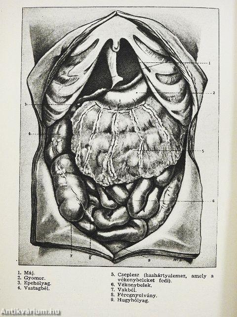 Az élet utmutatója