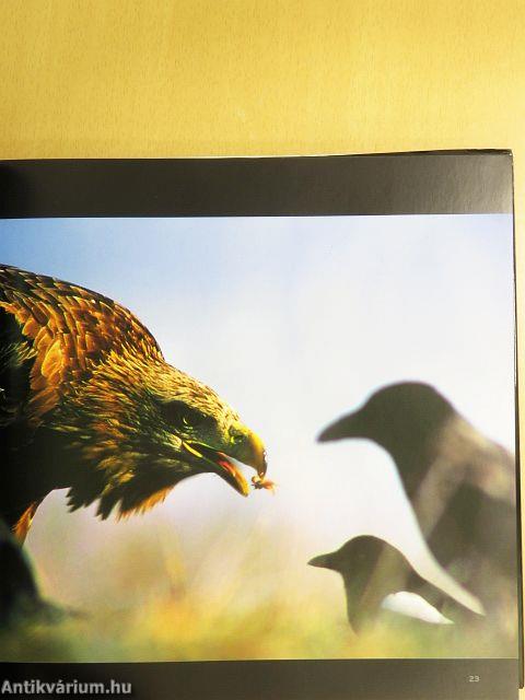 Az év természetfotói Magyarország 2004