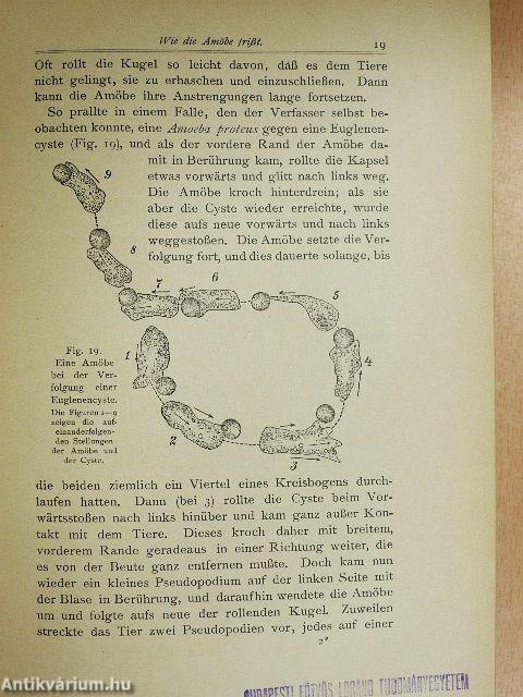 Das Verhalten der Niederen Organismen