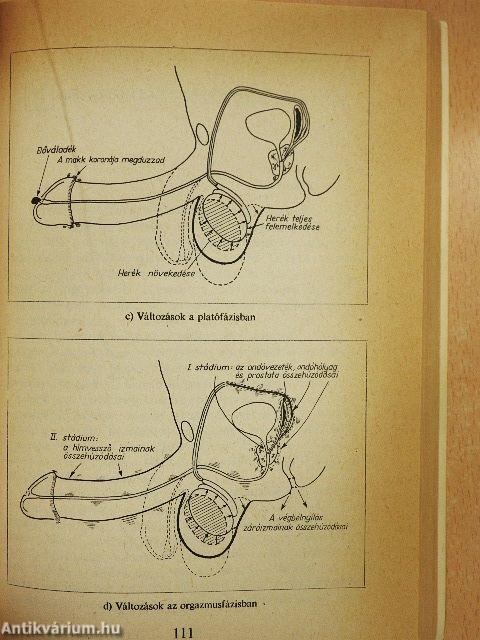 Szexualitás és párkapcsolat a felnőttkorban