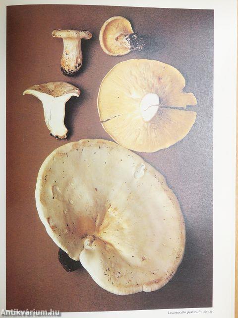 Mushrooms and Other Fungi of Great Britain & Europe