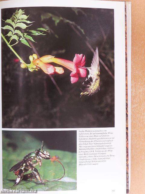 Knaurs Tierleben im Wald
