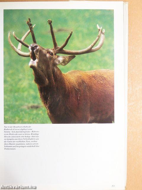 Knaurs Tierleben im Wald