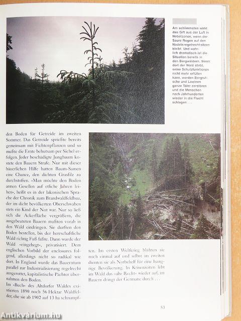 Der Wald