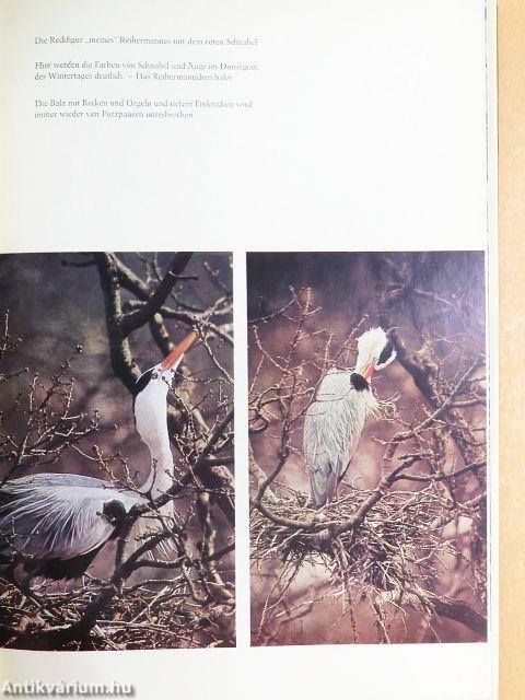 Der Wald der großen Vögel