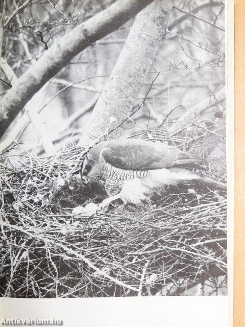 Der Wald der großen Vögel