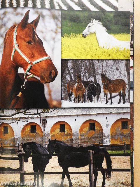 Vadasparkok Magyarországon