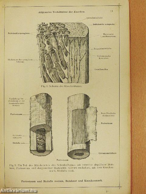 Anatomischer Atlas für studierende und Ärzte I. 