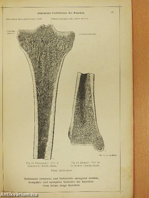 Anatomischer Atlas für studierende und Ärzte I. 