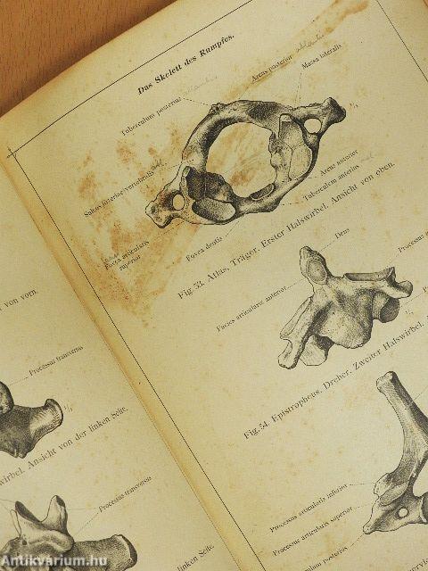 Anatomischer Atlas für studierende und Ärzte I. 