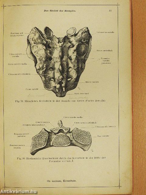 Anatomischer Atlas für studierende und Ärzte I. 
