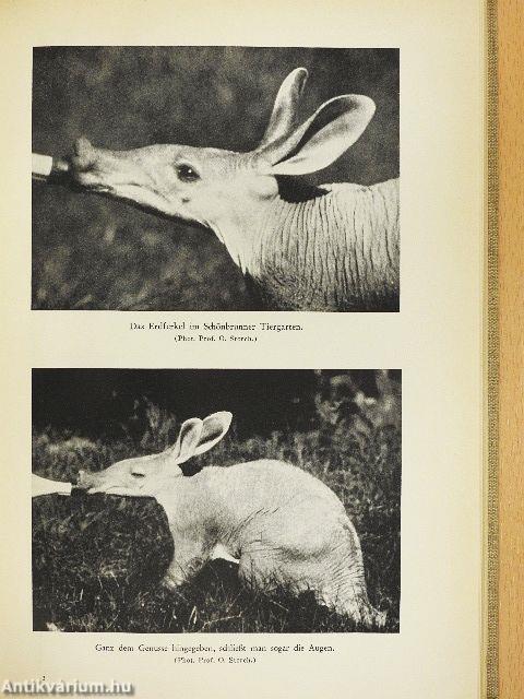 Als Tiersammler im schwarzen Erdteil