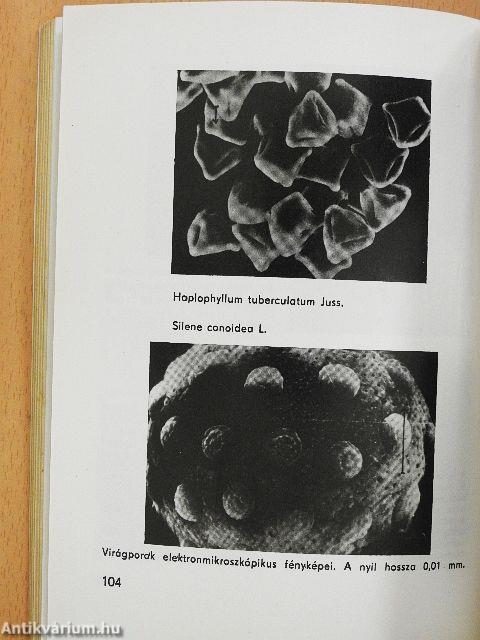 A torinói halotti lepel
