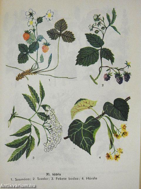 A természet kalendáriuma