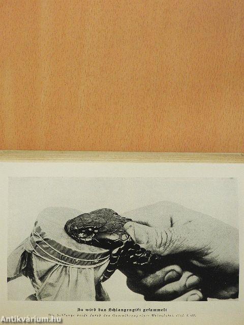 Schlangen (gótbetűs)