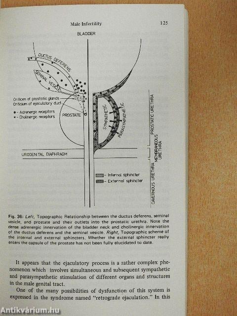 Diagnosis and Treatment of Functional Infertility
