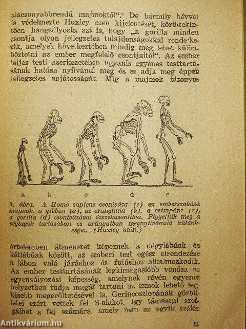 A vadembertől a civilizációig