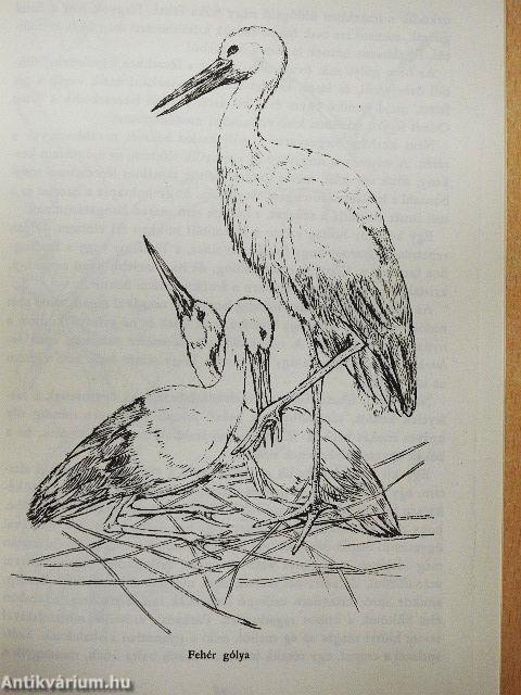 Madárdal erdőn-mezőn