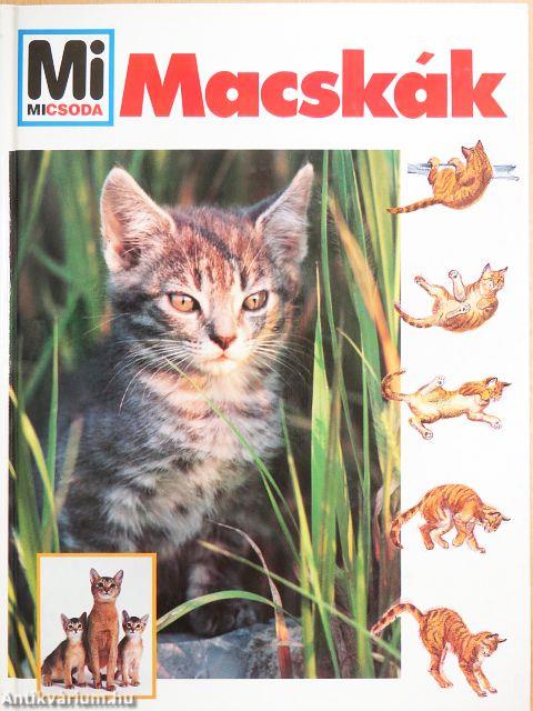 Macskák