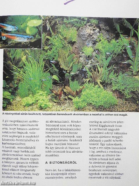 Akváriumi állatok és növények tartása, gondozása
