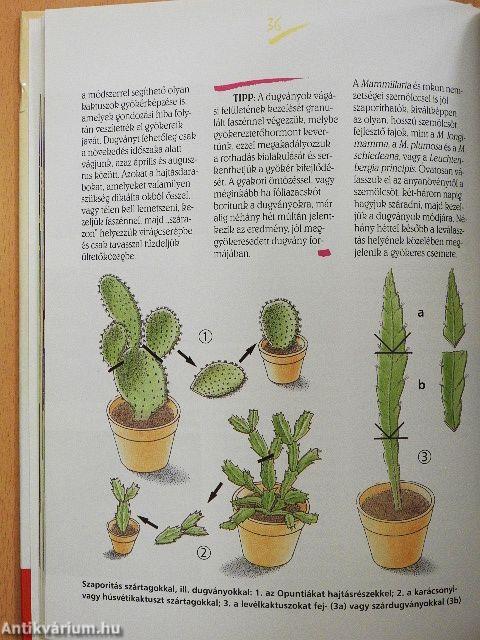 Kaktuszok a lakásban és a kertben