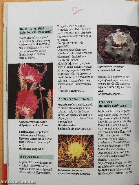 Kaktuszok a lakásban és a kertben