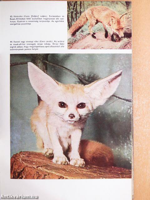 Urania Állat- és Növényvilág I-VIII.