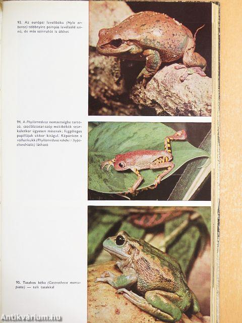 Urania Állat- és Növényvilág I-VIII.