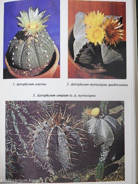 Kedvelt kaktuszok, pozsgások