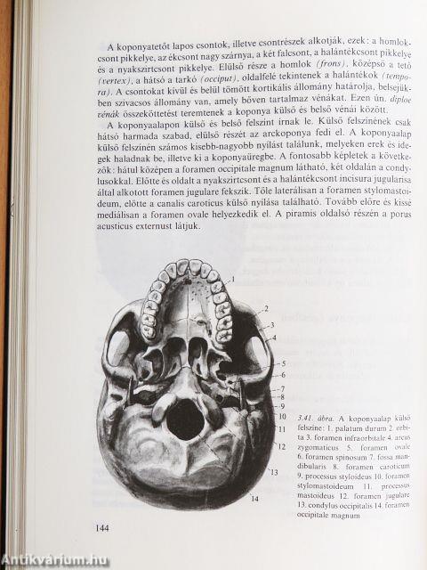 Funkcionális anatómia