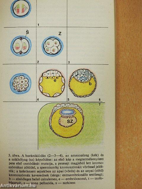 Hogyan lesz a petesejtből ember?